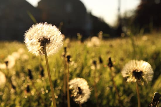 canva dandelions in the garden MAEFeUm0aFo