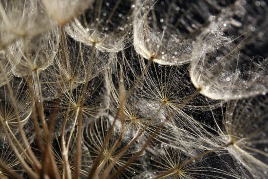 canva dandelions with water drops on dark background MAD MdhBHTQ