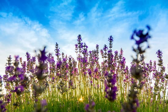 canva defocused shot of lavender in the field MAD7EltISJo