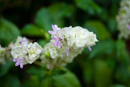 canva delicate flower in tropical garden of latin america outdoors petals natural chlorophyll. MADnDSKHV Y