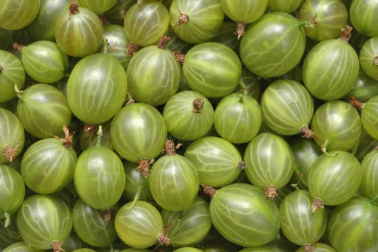 canva delicious gooseberry MAA5ujj0hhI