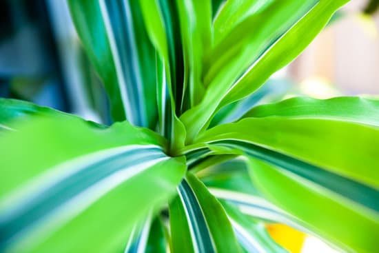 canva dracaena MAC iSsUyaU