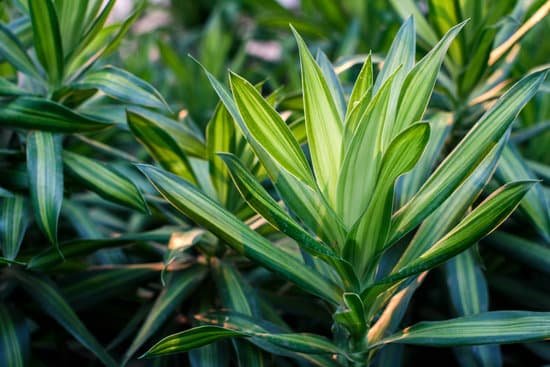 canva dracaena MADBr9X EUo