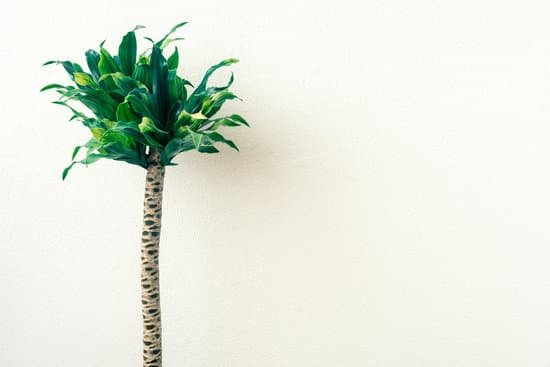 canva dracaena against white wall MADBM1sTlNo