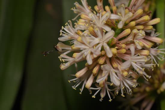 canva dracaena fragrans MADBqT7F3t8