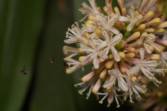 canva dracaena fragrans MADBqecozms