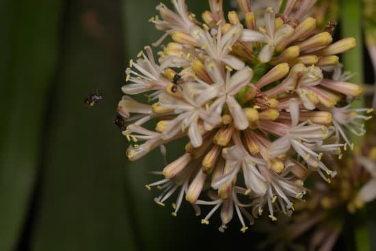 canva dracaena fragrans MADBqfTsPPU