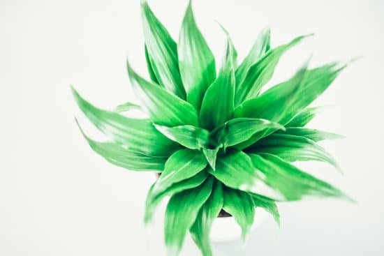 canva dracaena houseplant MAEElf ep58