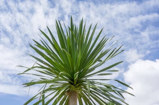 canva dracaena loureiri gagnepagavaceae MADCPBagScc