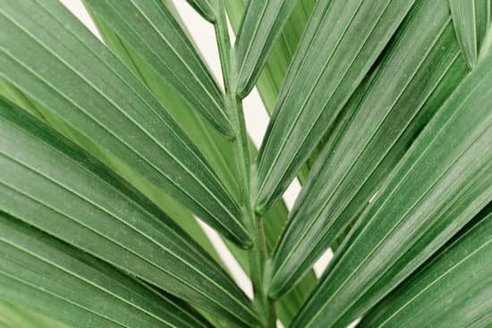 canva dracaena palm close up MAD l4Xev8A