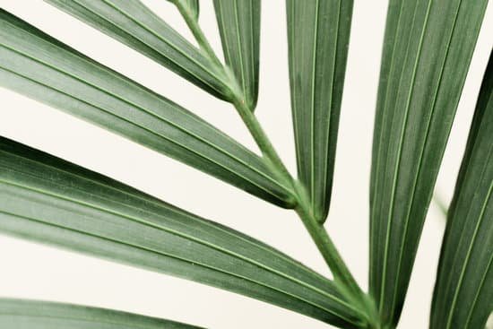canva dracaena palm on white background MAD l6GEtvc