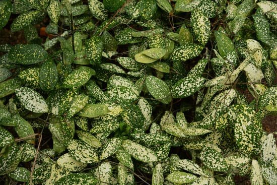 canva dracaena surculosa MADSdlKzbPA