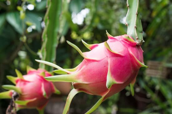 canva dragon fruit MADBrjXzBIY