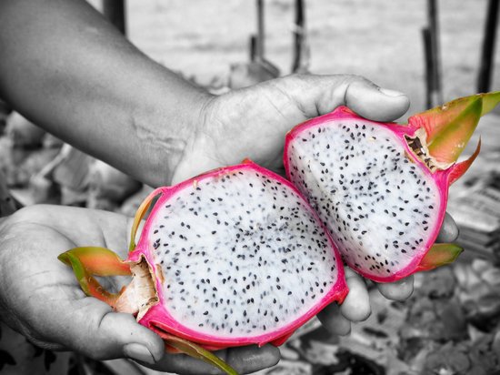 canva dragon fruit