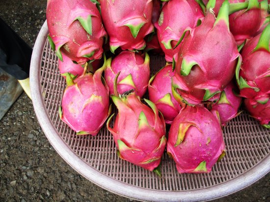 canva dragon fruits MADFyZbzuRs 1