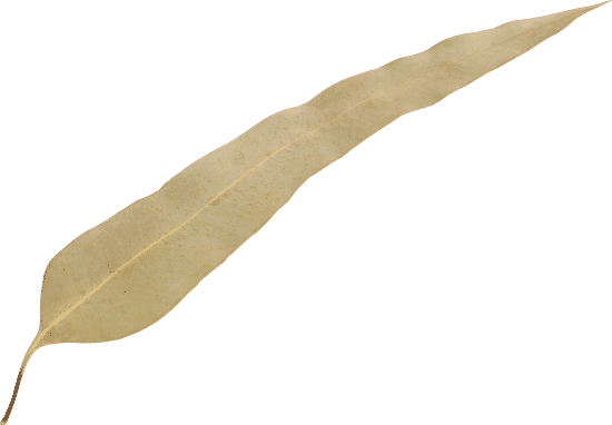 canva dried eucalyptus leaves MAD8w8uJSAU
