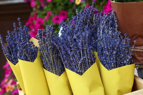 canva dried lavender flowers MAECmKougl4