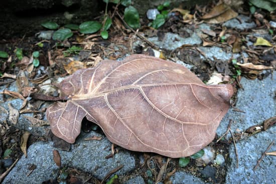canva dried leaves close up fiddle leaf fig tree MADP lR bA8
