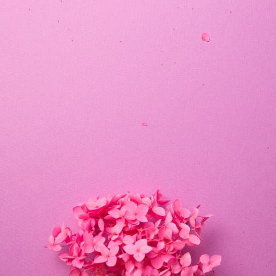 canva dry pink hydrangea flowers on pink background MAEKi5ZauFU