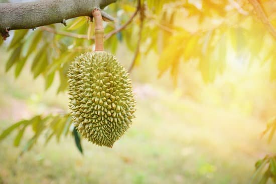 canva durian fruit hanging on the durian tree MAD9Ogj8gHw