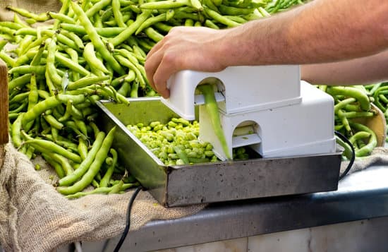 canva ecological lima beans. MAElHVkJmd4