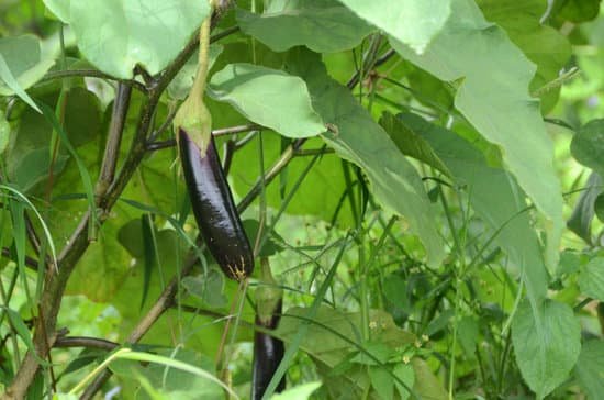 canva eggplant MAD7qb7Tfuc