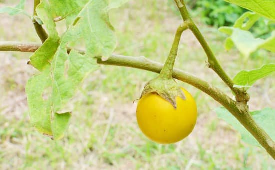 canva eggplant MADBf