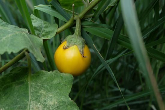 canva eggplant MADCMYR8 YI