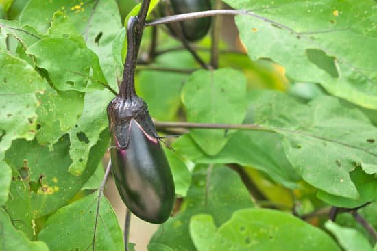 canva eggplant MADCVz79Qzk