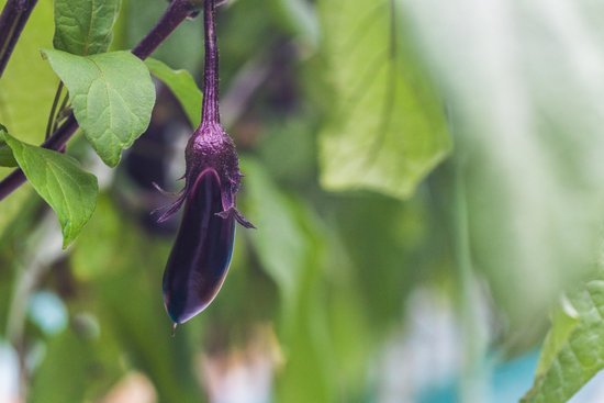 canva eggplant