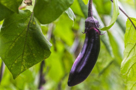 canva eggplant MADFt9cwKww