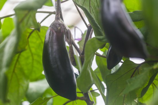 canva eggplant MADFtpqc2mo