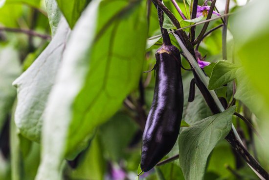 canva eggplant MADFtrid Ew
