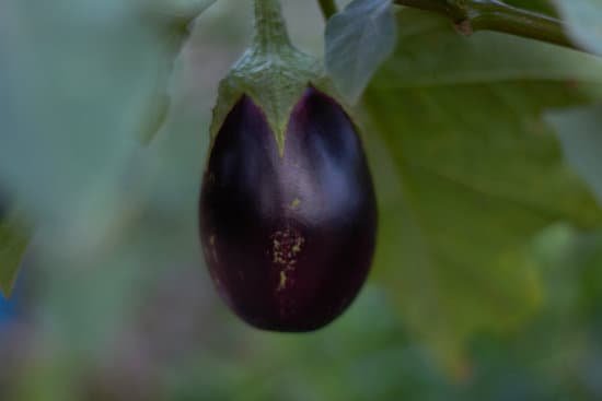 canva eggplant MADm2rCy v8