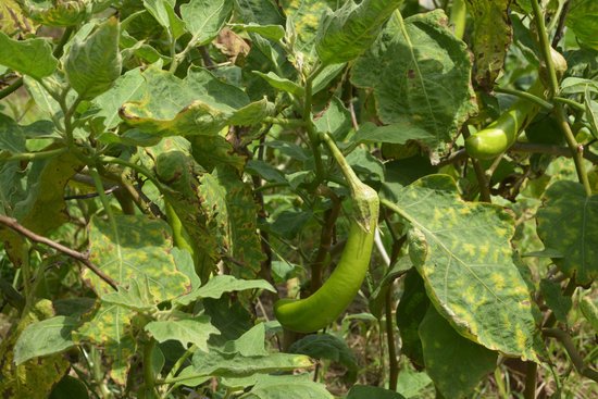 canva eggplant on eggplants tree. MADFH4ncCJY