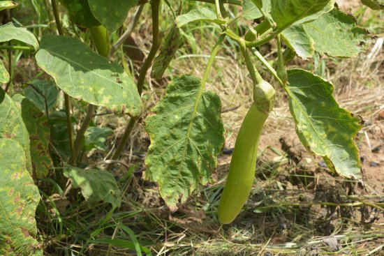 canva eggplant on eggplants tree. MADFHpTpd40