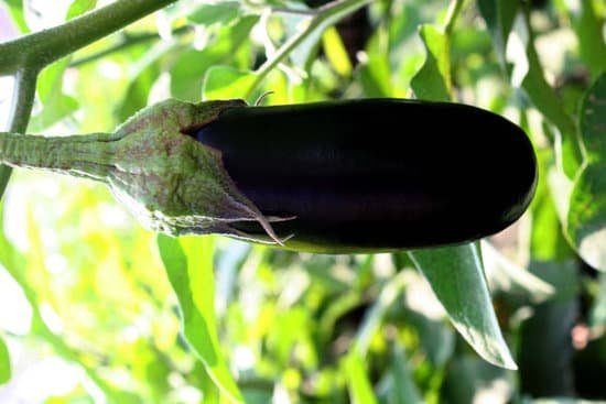 canva eggplant plant