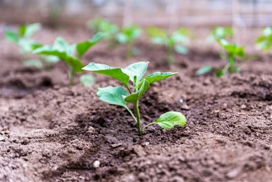 canva eggplants growing in a garden plot MAD rkcCMek