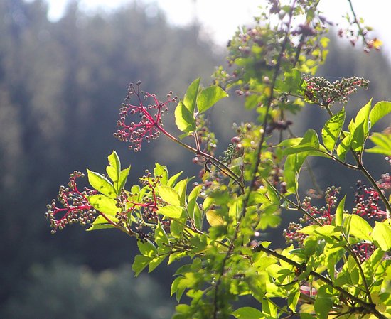 canva elderberries MADJpt2B6AE