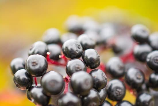 canva elderberry