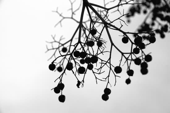 canva elderberry MAEJFVRJdbw