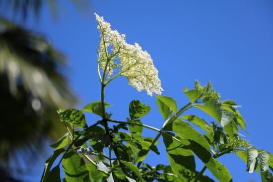 canva elderberry blossom in spring MADB7nziUPs