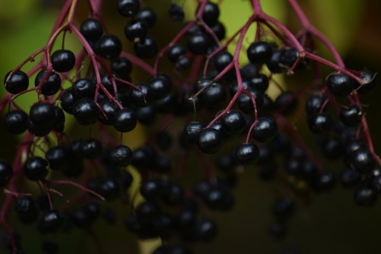 canva elderberry fruits MADILEp9N7I