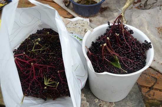 canva elderberry harvest MADCFnWeUtU