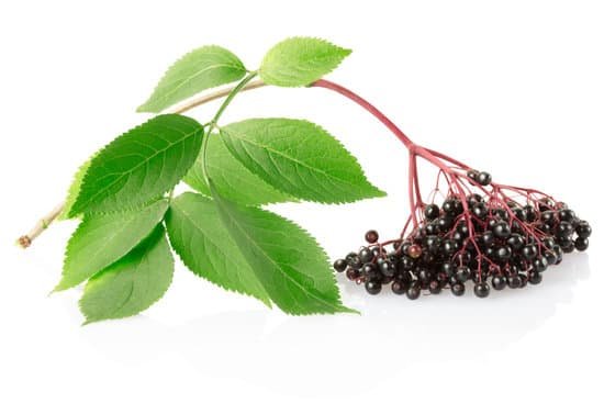 canva elderberry sambucus branch MAC6UpRwt7A