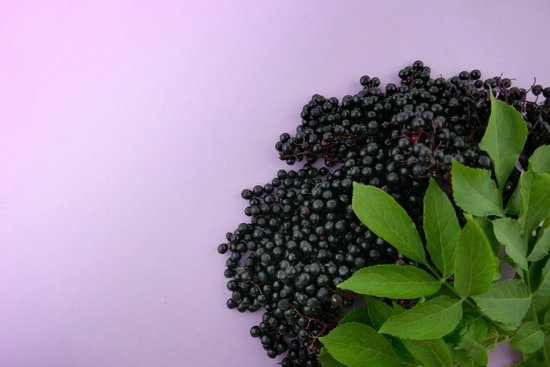 canva elderberry. elderberry sambucus .elderberry berries bunch on a light lilac background.fresh fruit black elderberry. MADIvcCegbg