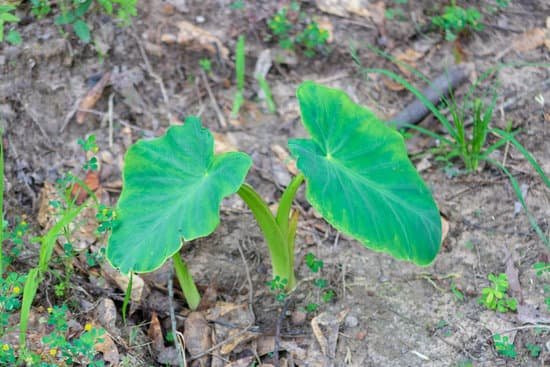 how-to-cut-back-an-indoor-elephant-ear-plant-jacanswers