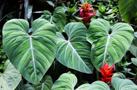 canva elephant ear plant