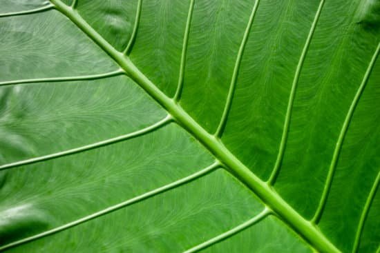 canva elephant ear plant MAD9eFbOtig