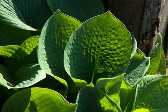 canva elephant ear plant MADCM8 hE1g